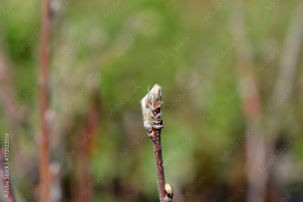 Alder-leaved serviceberry Mandam branch with buds Alder-leaved serviceberry Mandam branch with buds
