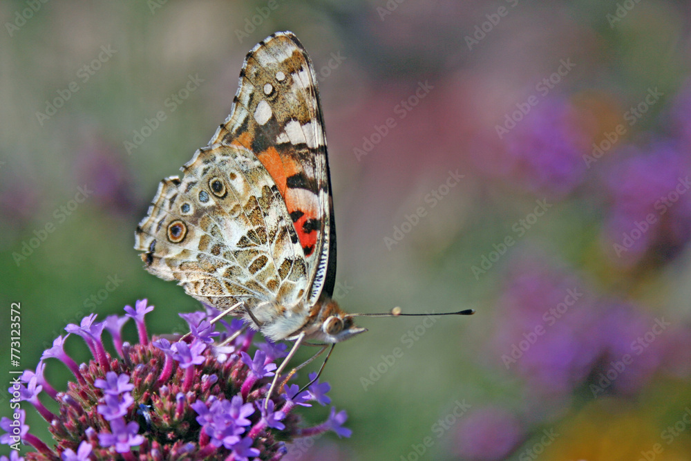 un machaon en action de butiner un machaon en action de butiner