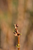Weeping forsythia branch with buds