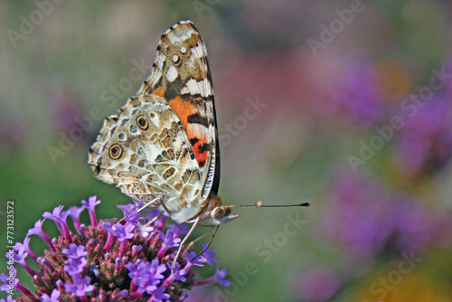 un machaon en action de butiner