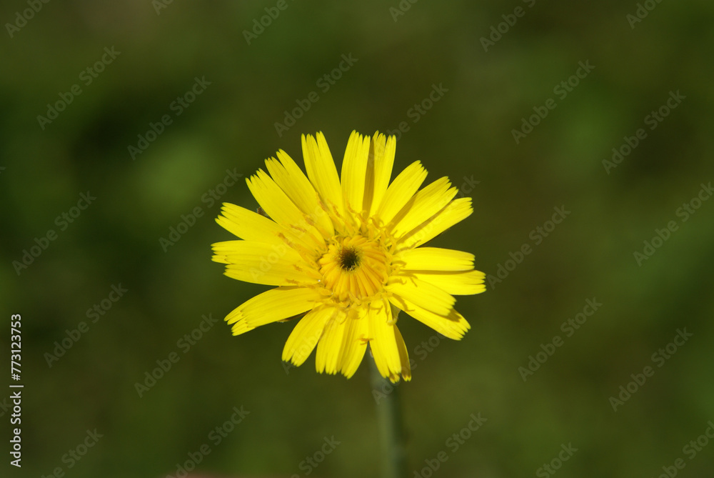 773123753 Wiesenbocksbart - Tragopogon pratensis