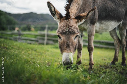 Donkey grazing in a lush green meadow with a stunning mountain backdrop