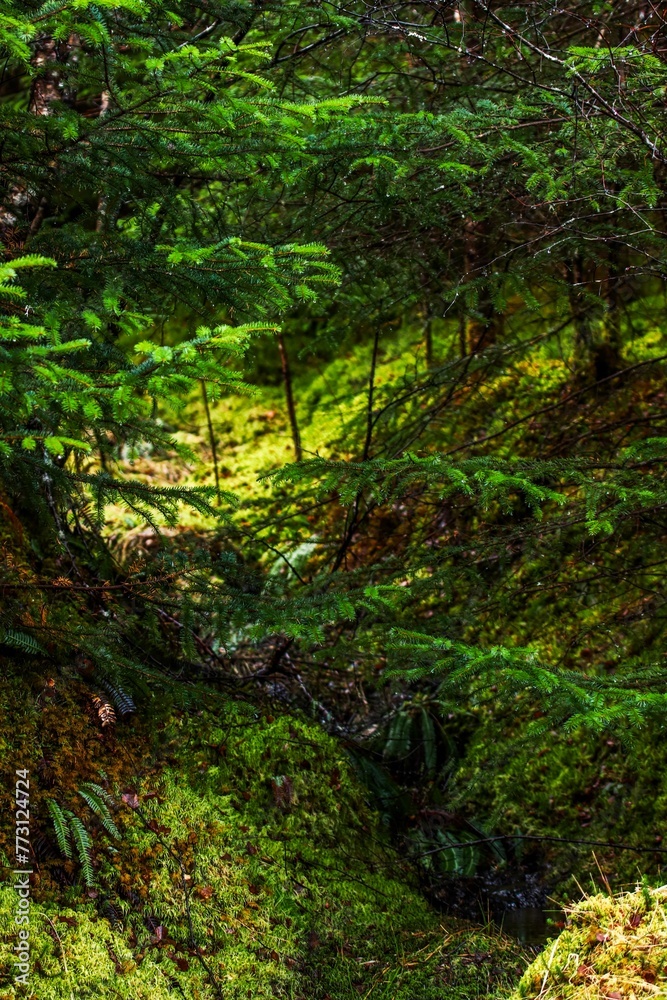 Vertical of a narrow footpath in a serene wooded area Vertical of a narrow footpath in a serene wooded area