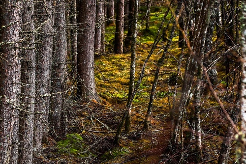 Wallpaper Mural Scenic view of a lush forest with green trees Torontodigital.ca