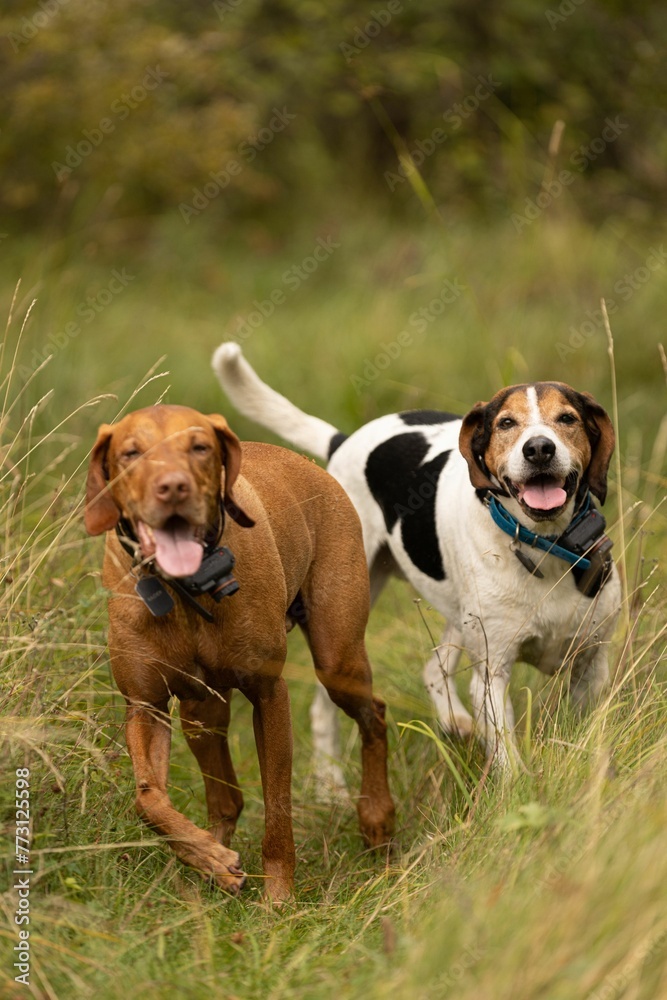 Close up of two dogs a Halden Hound and a Vizsla running next to each other in a dense forest