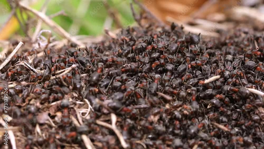 Work and life of forest ants in an anthill Work and life of forest ants in an anthill