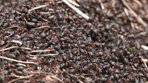 Work and life of forest ants in an anthill photo