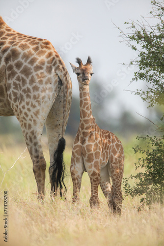 Baby giraffe standing next to its tall mother