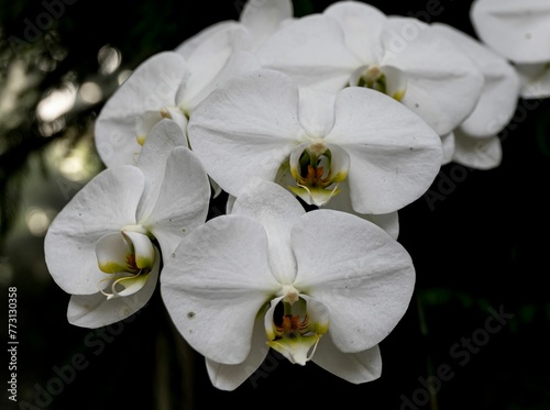 Closeup of white orchid flowers growing in a green park