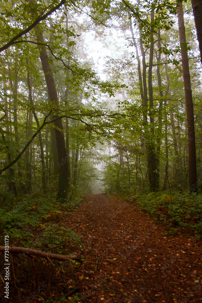 Obraz premium path in the woods