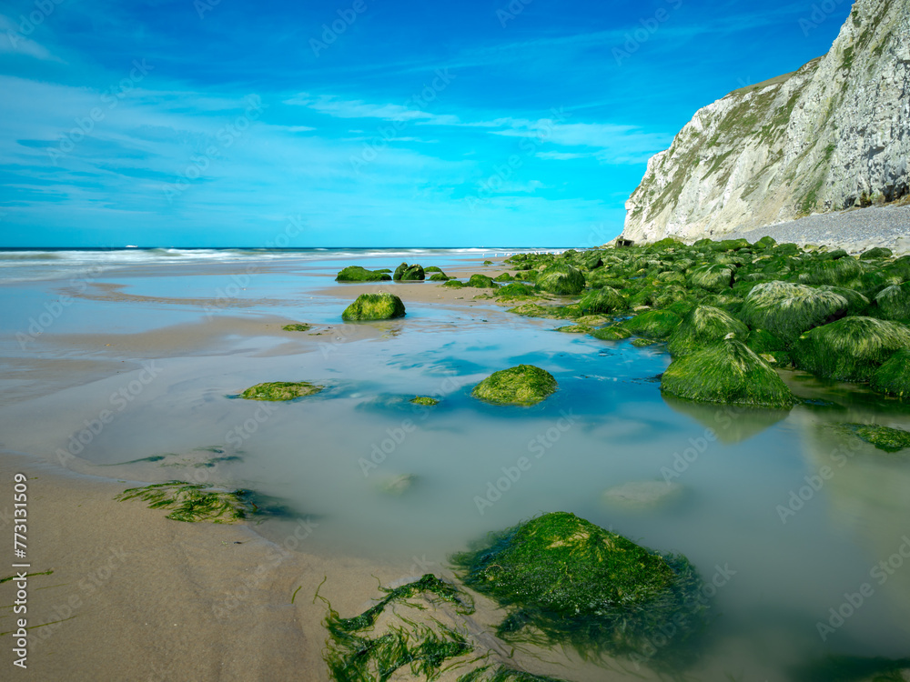 Algues vertes déposées sur les rochers d'une plage du Nord de la France avec vue sur les falaises et la mer