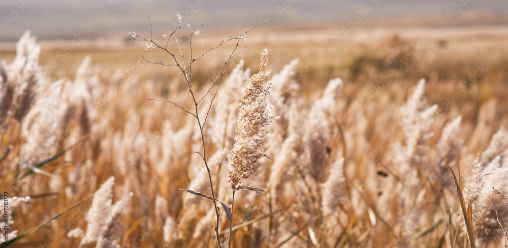Fototapeta premium Dry reed field. Autumn. Reeds flower in the sunshine. Golden reed grass, pampas grass. Abstract natural background. Beautiful pattern with neutral colors. Minimal, stylish, trend concept.