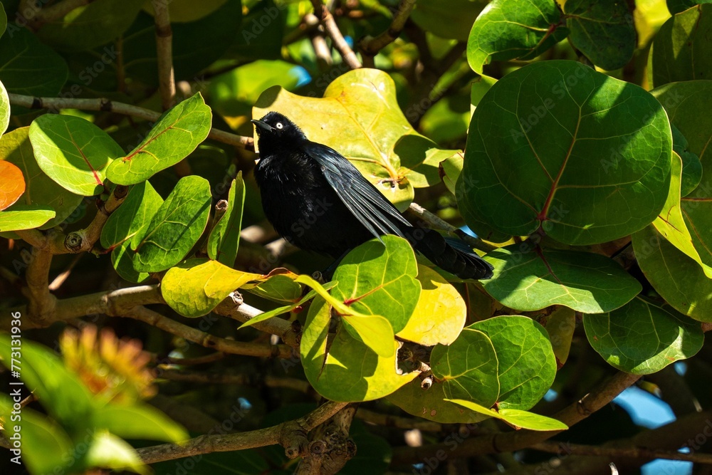 Jet-black bird perched on a lush, tree branch situated in a vibrant, floral setting Jet-black bird perched on a lush, tree branch situated in a vibrant, floral setting