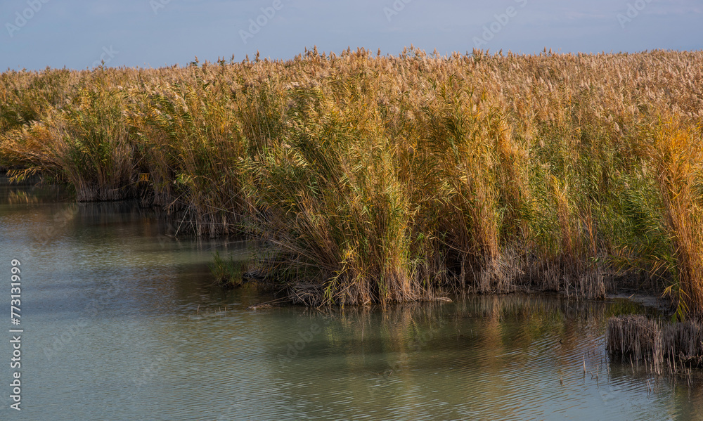Reed at the lake of the sewage fields. Common reeds form extensive stands, or reed beds. Reed at the lake of the sewage fields. Common reeds form extensive stands, or reed beds.