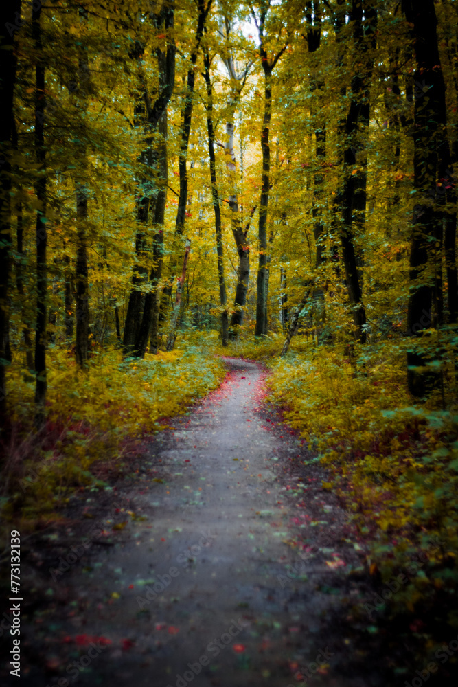 path in the woods