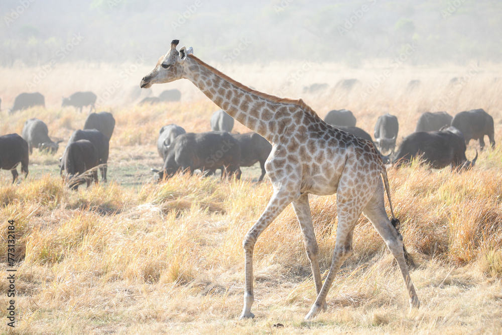 Obraz premium Giraffe walking in front of a herd of buffalo
