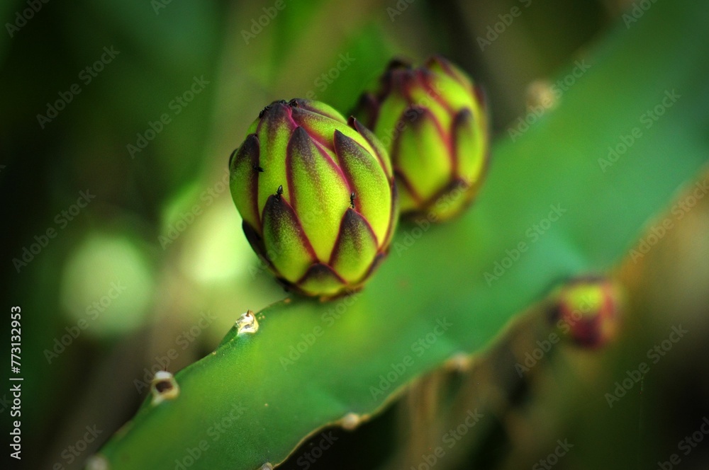 Close-up shot of a vibrant dragon fruit flower bud in a lush green environment Close-up shot of a vibrant dragon fruit flower bud in a lush green environment