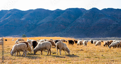 Rural countryside autumn landscape. A group of sheep grazing in the field at the farm. Mountain range on the background. Herd of sheep in the mountains. Beautiful view of the mountain landscape.
