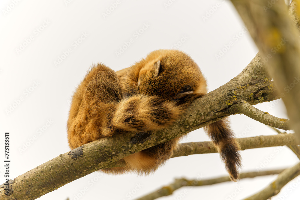 Naklejka premium Jeune ourson lémurien coati roux qui dort sur une branche la tête enfouie dans sa queue touffue