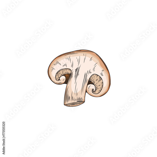 Hand drawn vector shiitake cut in half on isolated background.