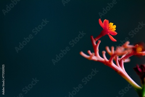 Jatropha podagrica flower standing out against the background photo