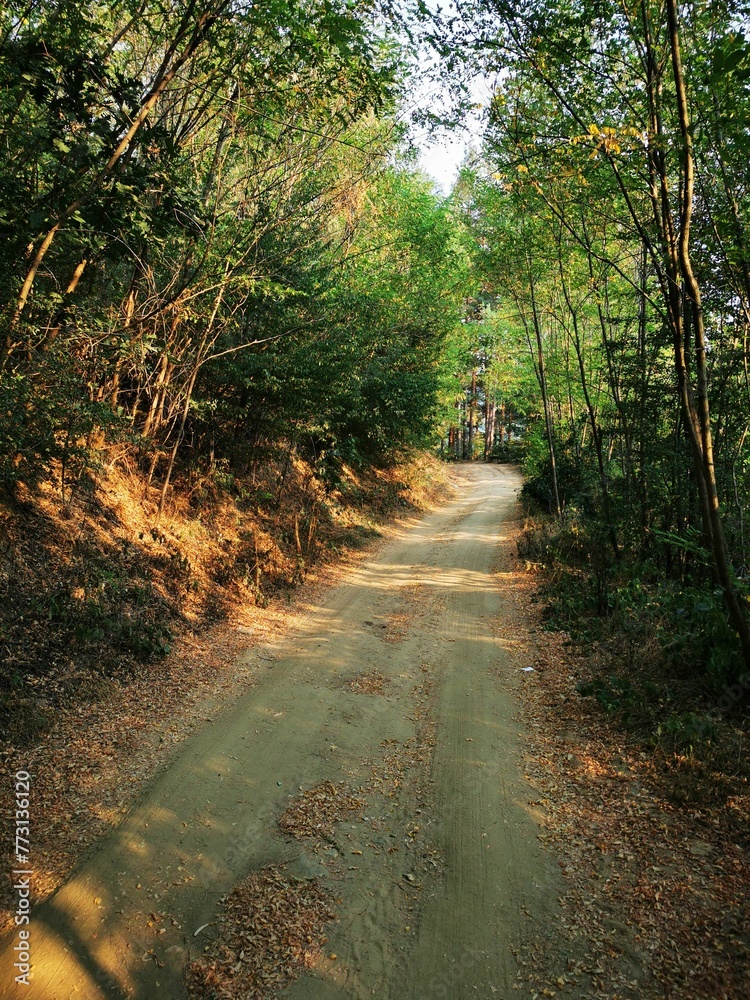 Naklejka premium Road running through a wooded area, framed by tall trees with leaves blanketing the ground