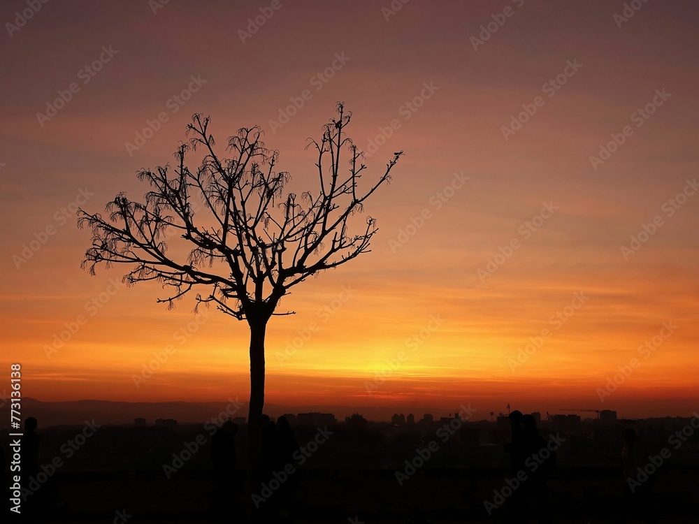 Tree silhouette with city at sunset