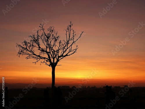 Tree silhouette with city at sunset