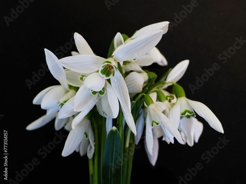 Coseup shot of blooming white snowdrop flowers on a black background