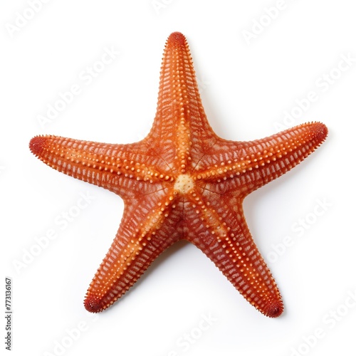 red starfish isolated on white