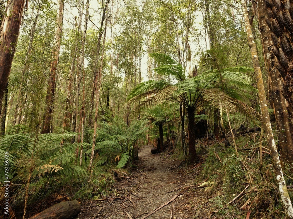 Obraz premium Lush, vibrant forest with tall trees with foliage covering their trunks