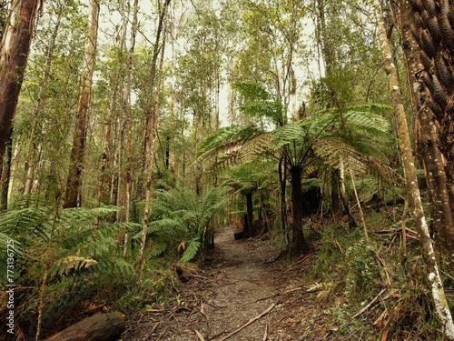 Lush, vibrant forest with tall trees with foliage covering their trunks