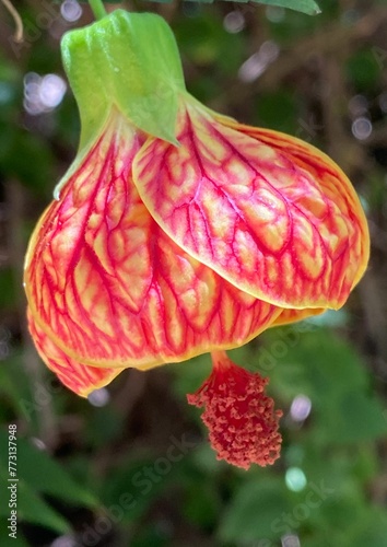 Close-up of a vibrant redvein abutilon (Abutilon pictum) flower hanging delicately from a ranch photo