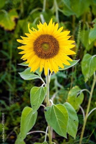 Beautiful yellow sunflower in a field