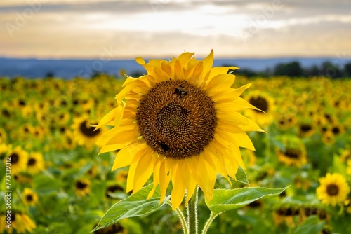 Beautiful yellow sunflowers in a field