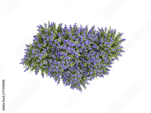 Top view lavender isolated on white background