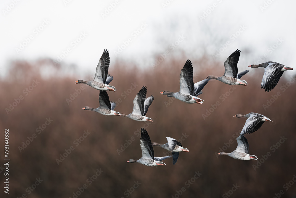 Enten