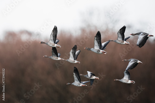 Obraz na płótnie Enten w salonie