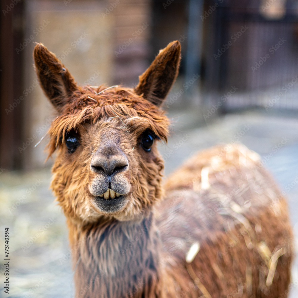 Fototapeta premium Alpaca