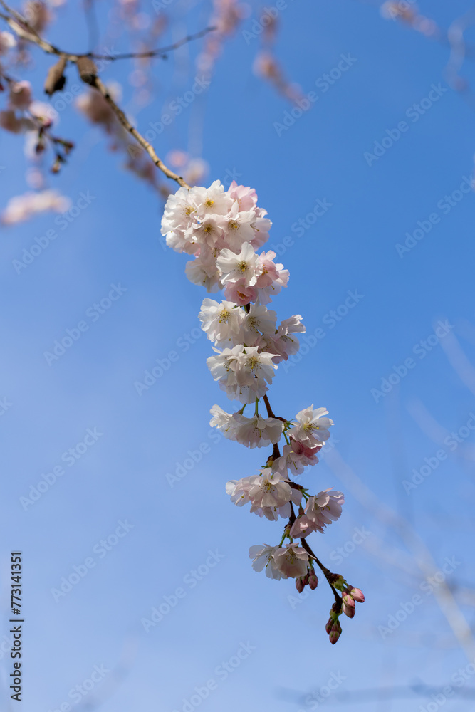 Fototapeta premium cherry tree blossom