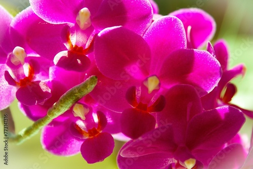 Close up shot of a vibrant Moth orchid flower stands atop a lush  green meadow