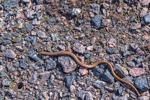 Beautiful Slow worm on the ground