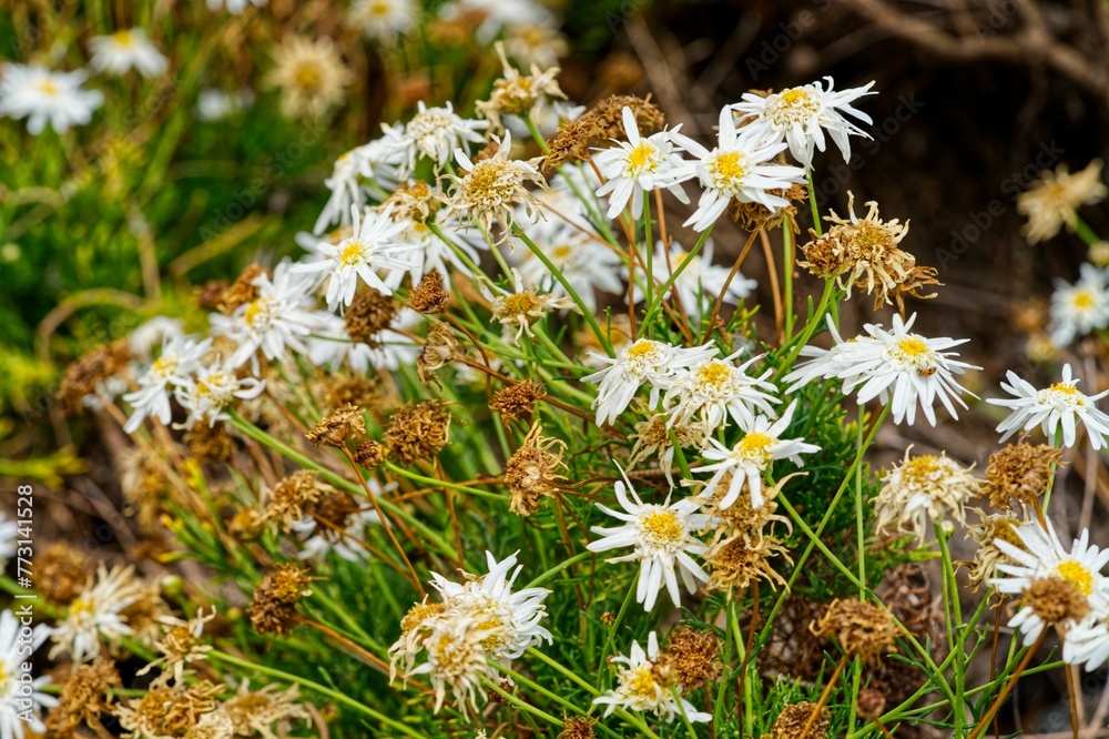 Peaceful scene of a forest trail surrounded by vibrant Aster flowers in bloom Peaceful scene of a forest trail surrounded by vibrant Aster flowers in bloom