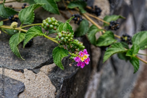 Close-up of pink Lantana vaulted blooming on the side of a wall