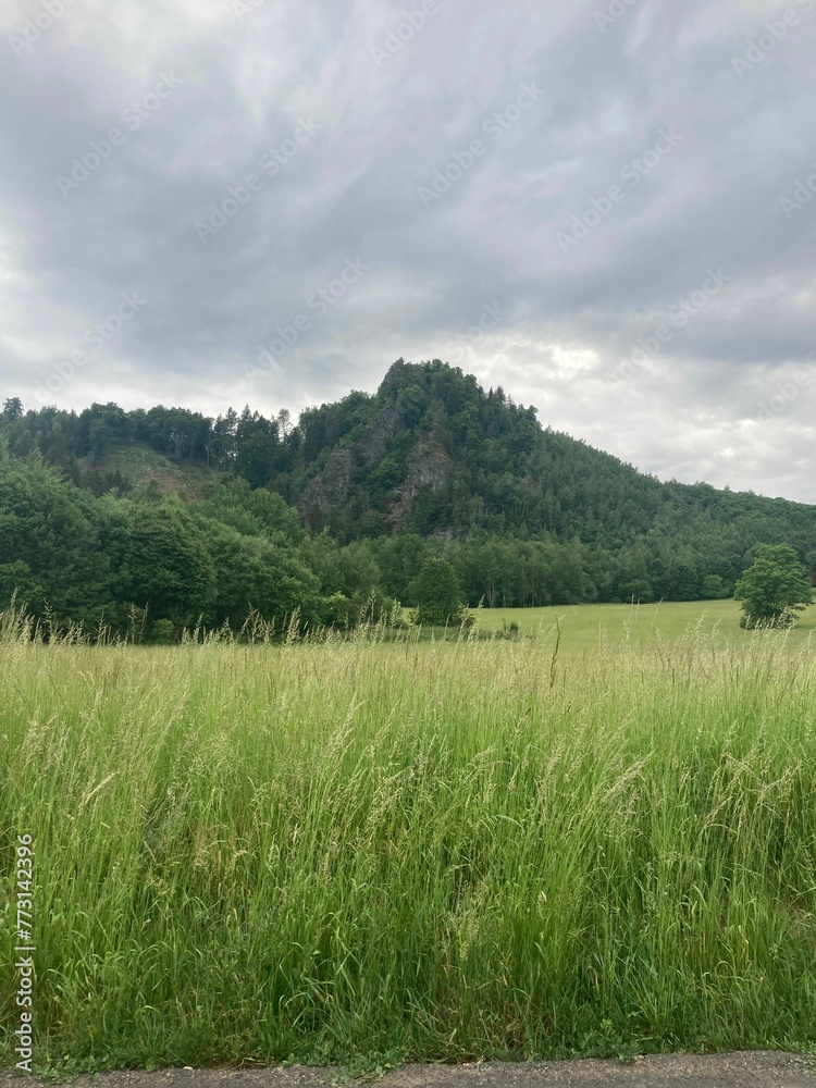 an image of a field with grass and rocks in the background