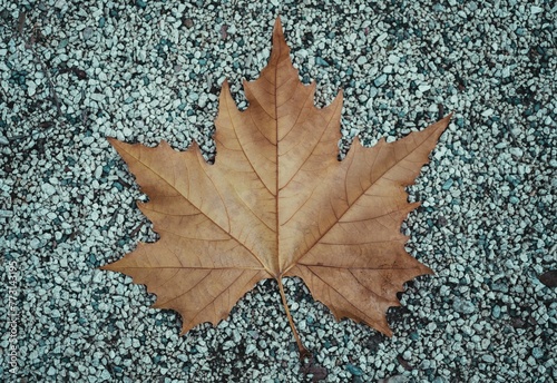 Close-up photo of a single autumn leaf resting on the ground photo