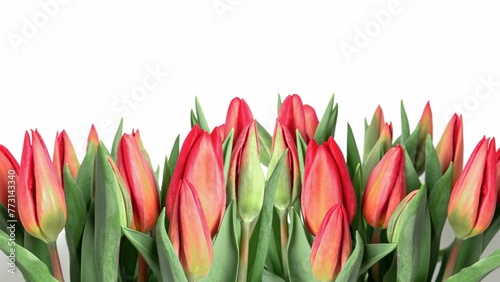 Closeup of fresh red tulips isolated on white background with copyspace