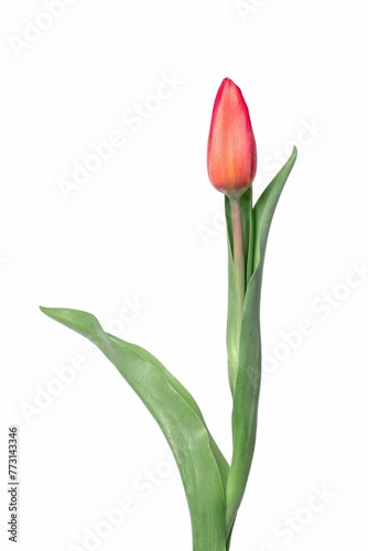 Vertical shot of a red tulip with a bud isolated on white background