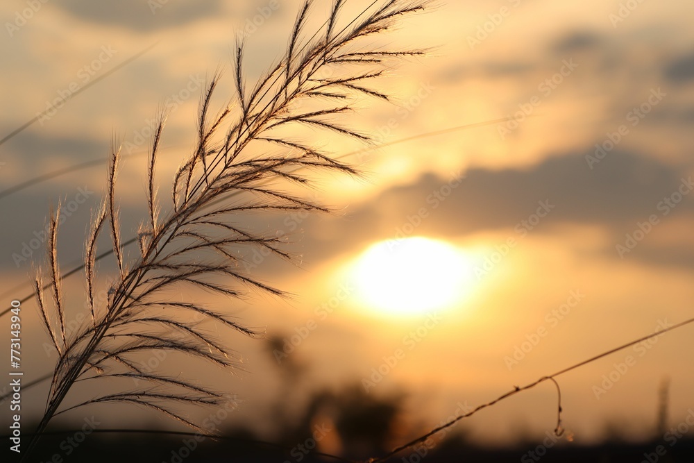 Beautiful bright sunset sky with wild reeds in the foreground - obrazy, fototapety, plakaty 