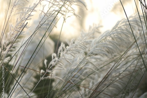 Idyllic landscape featuring lush white kash plants on a field photo